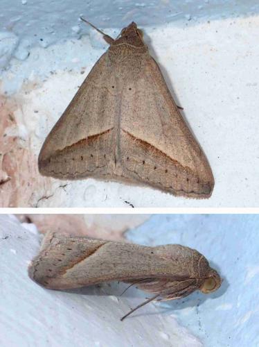Mocis frugalis